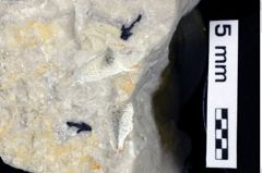 Foto (Detailansicht) von Glaessneropsis heraldica (Moericke, 1897) (NHMW-GEO-1990-0041-0277)